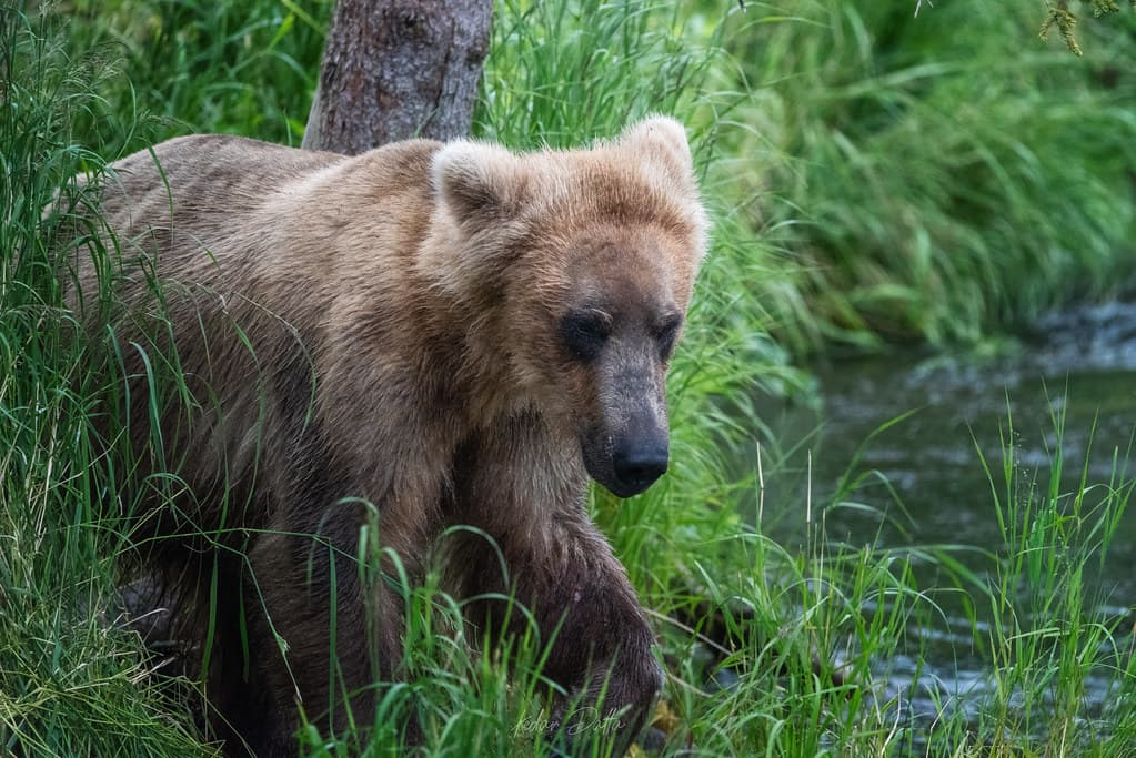 Looking for picnic baskets