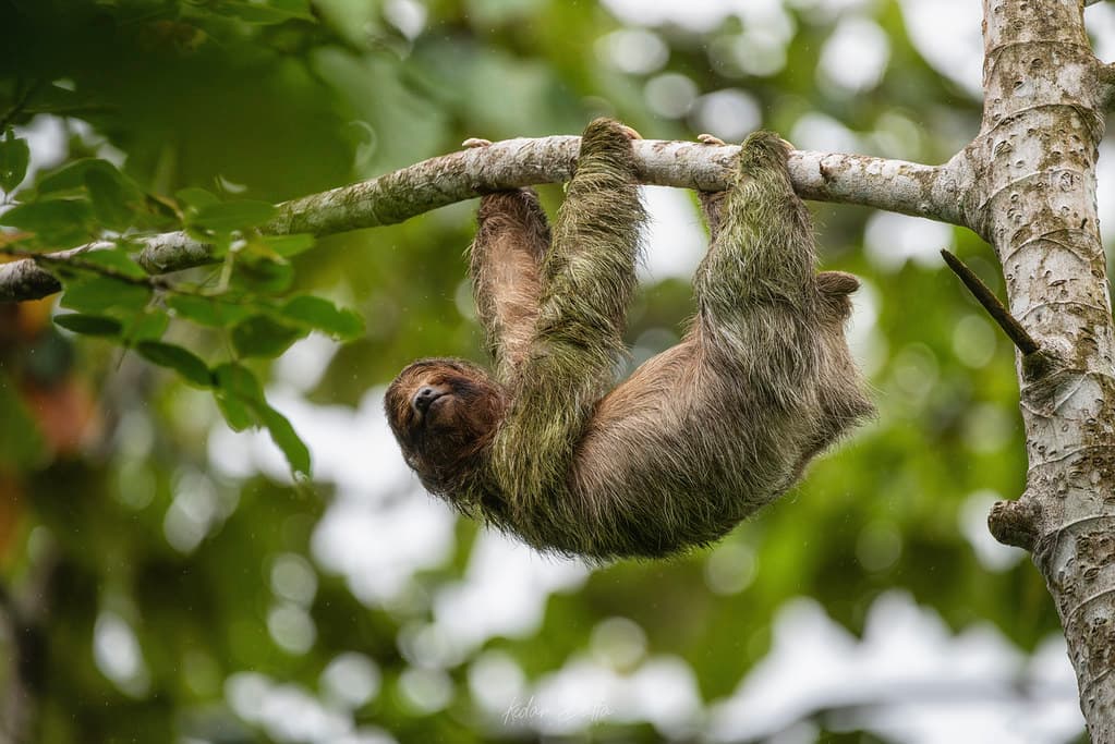 Hangin around - sloth wildlife nature animals jungle costarica kedardatta nikon nikond810 sigmaphoto